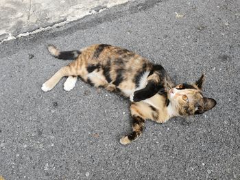 High angle view of cat lying on road