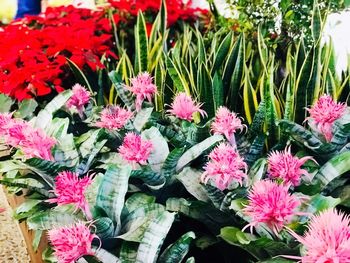 Close-up of pink flowers blooming outdoors