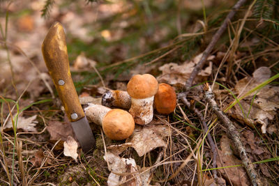 Close-up of mushrooms growing on field