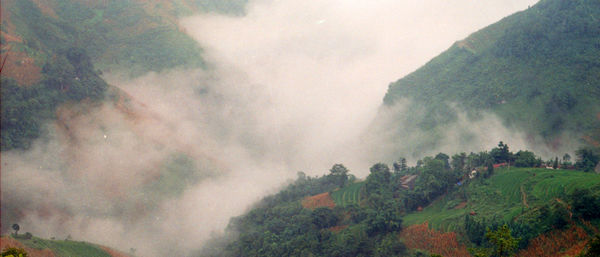 Panoramic view of trees on landscape against sky during rainy season