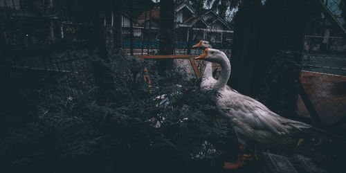 Bird perching on tree