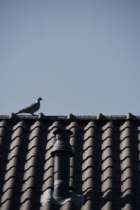 Low angle view of bird perching on roof against clear sky