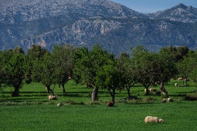 View of trees on field against mountains