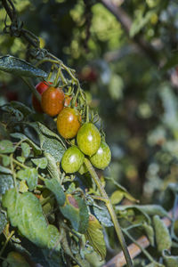 Bunch of tomatoes in the vegetable garden