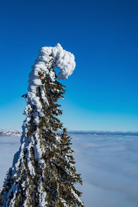 Pine trees on snow covered land against blue sky