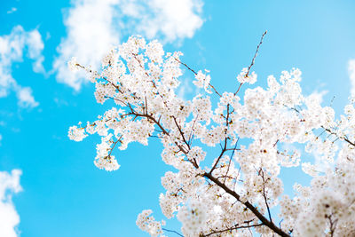 Low angle view of cherry blossom against blue sky