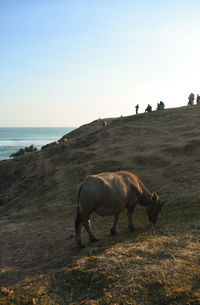 Horses in the sea against clear sky