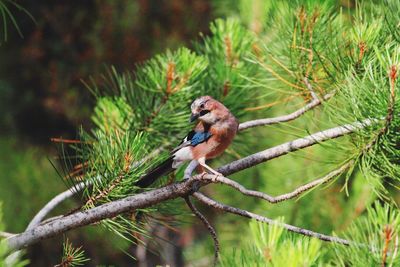 Close-up of bird perching on tree
