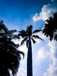 Low angle view of palm trees against cloudy sky