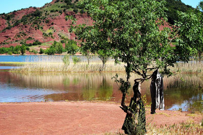 Tree by lake against sky