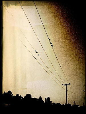 silhouette, power line, low angle view, electricity pylon, electricity, cable, power supply, sunset, sky, connection, bird, fuel and power generation, tree, dusk, power cable, nature, technology, wildlife, no people, outdoors