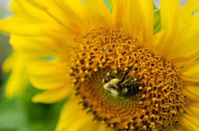 Close-up of yellow sunflower