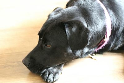 Close-up of dog looking away