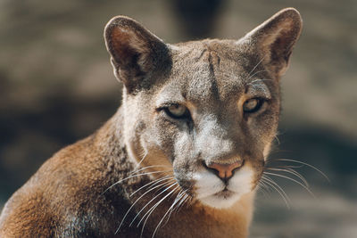 Close-up portrait of a cat