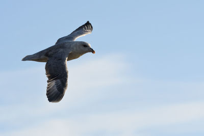 Low angle view of seagull flying