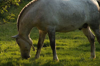 Horse grazing in a field
