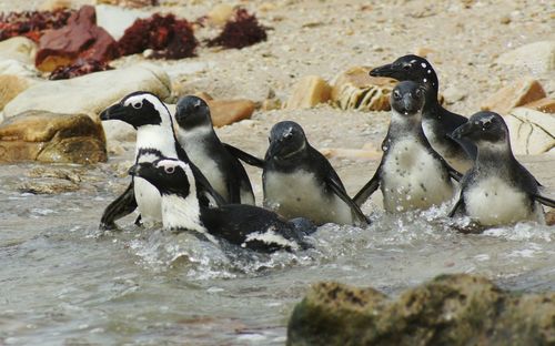 Rehabilitated african penguins being released back into the wild in port elizabeth, south africa.