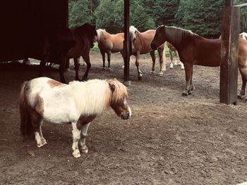 Horses standing in a field