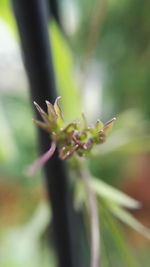 Close-up of insect on plant