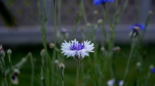 Close-up of purple flowering plant on field