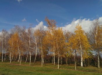 Trees against sky