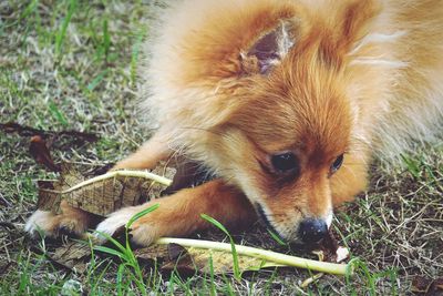 Close-up of dog on field