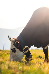 High angle view of cow on field