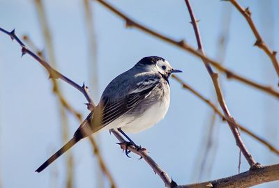 Close-up of bird perching on branch