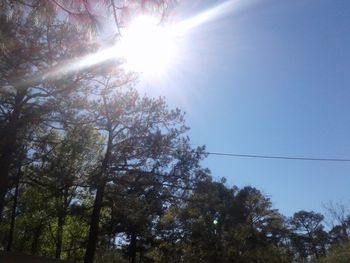 Low angle view of trees against sky