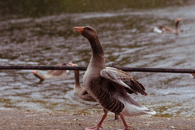 Bird flying over lake