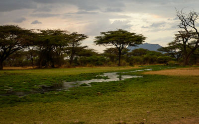 Scenic view of field against sky