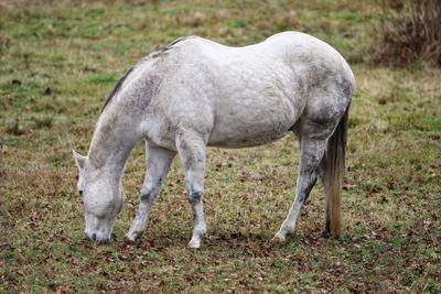 Horse standing in a field