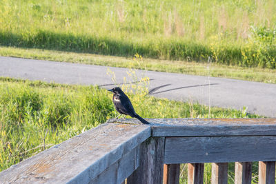 Side view of bird perching on railing