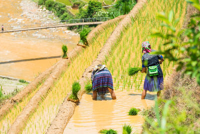 High angle view of women working on terraced field