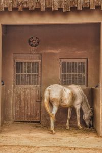 Horse in stable
