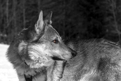 Close-up of dog looking away