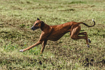 Dog running on field