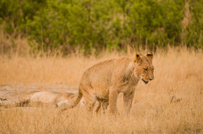 Close-up of lioness on field