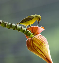 Close-up of bird perching on flower