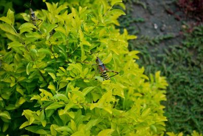 Close-up of bee flying amidst plants