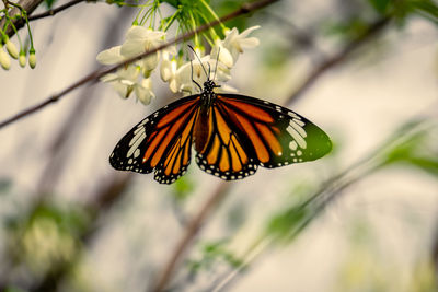 Close-up of butterfly pollinating on flower