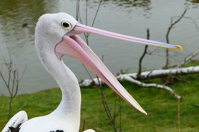 Close-up of bird at lakeshore