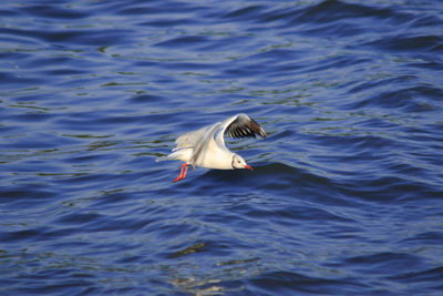 Seagull flying over lake