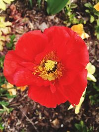 Close-up of red flower blooming outdoors