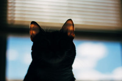 Close-up portrait of cat sitting on window