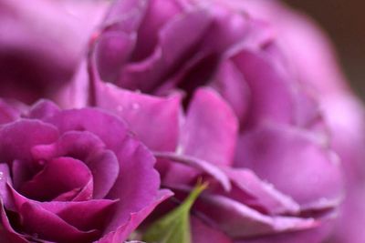 Close-up of pink rose