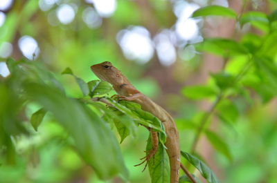 Close-up of a lizard on plant