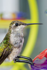 bird