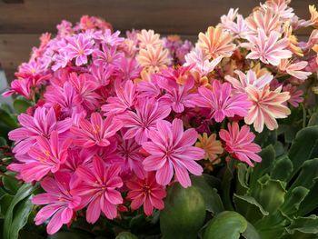 Close-up of pink flowering plants