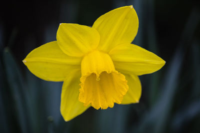 Close-up of yellow daffodil flower